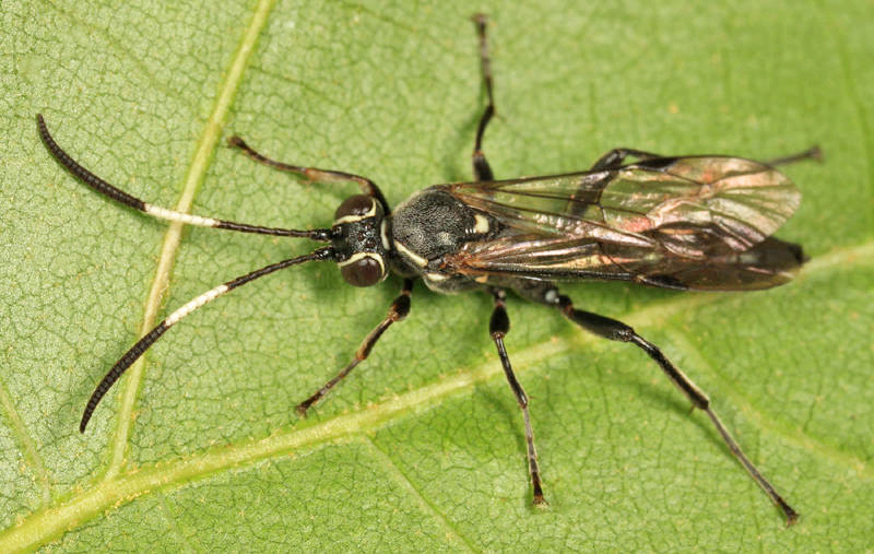 Coelichneumon vitalis