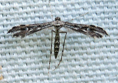 Hellinsia inquinatus