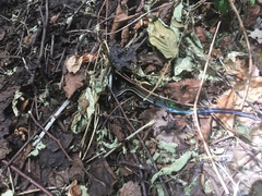 Plestiodon finitimus