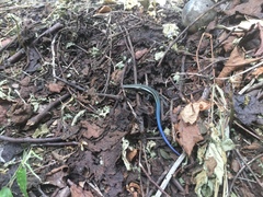 Plestiodon finitimus