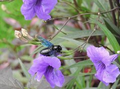 Xylocopa nasalis