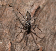 Argiope ocyaloides