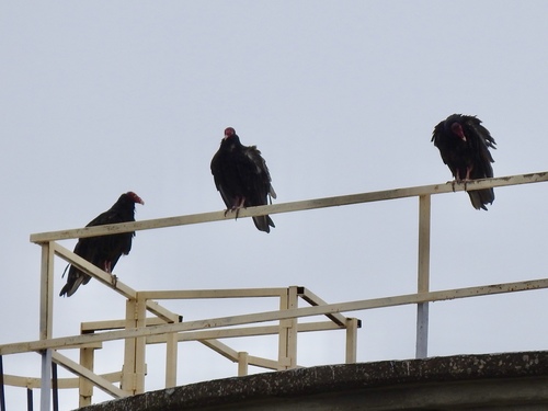 Turkey Vulture photographed in Kansas