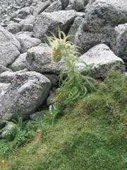 Cirsium funkiae