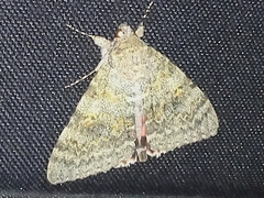Catocala elocata