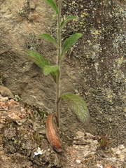 Hieracium avilae