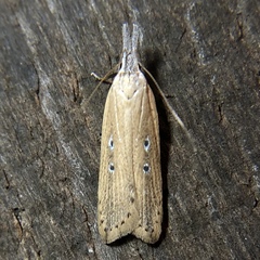 Dichomeris bipunctellus