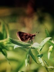 Polites peckius