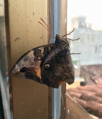 Opsiphanes cassina fabricii