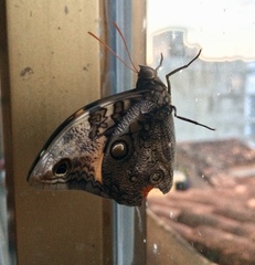 Opsiphanes cassina fabricii