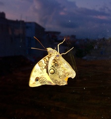 Opsiphanes cassina fabricii