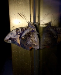 Opsiphanes cassina fabricii