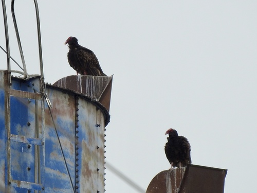 Turkey Vulture photographed in Kansas