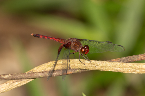 Red-mantled Dragonlet