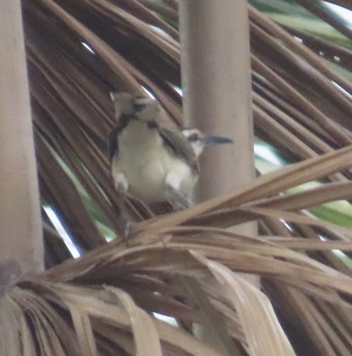 Bicolored Wren (Campylorhynchus griseus), photo 8