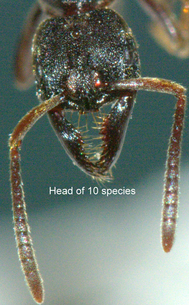 Buniapone amblyops