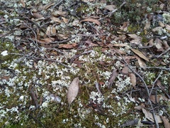 Pulchrocladia retipora