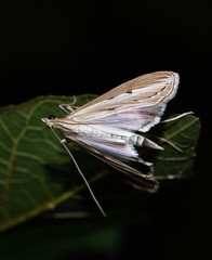 Euclasta maceratalis