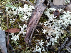 Pulchrocladia retipora