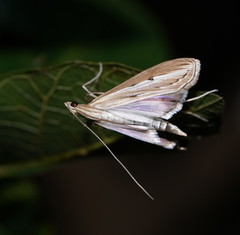 Euclasta maceratalis