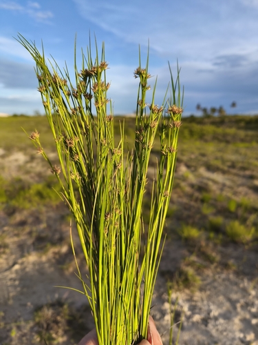 Rhynchospora tenuis