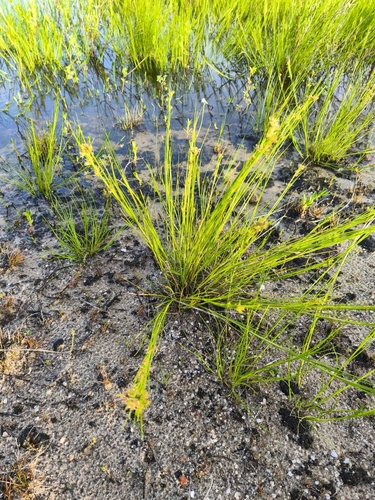 Rhynchospora tenuis