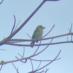 Psilopogon faiostrictus