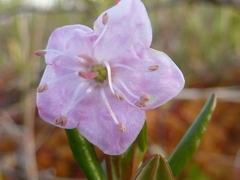 Kalmia microphylla
