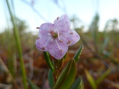 Kalmia microphylla
