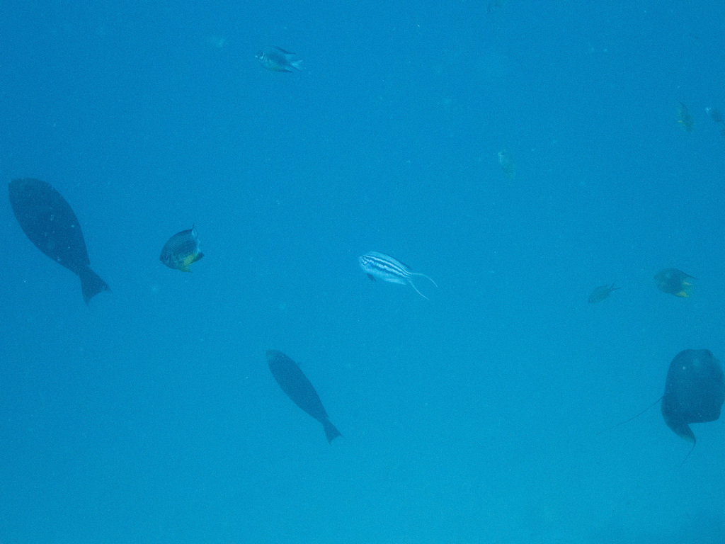 Blackstriped Angelfish