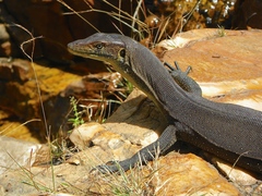 Varanus mertensi