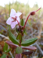 Kalmia microphylla