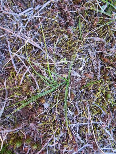 Carex resectans, photograph 6