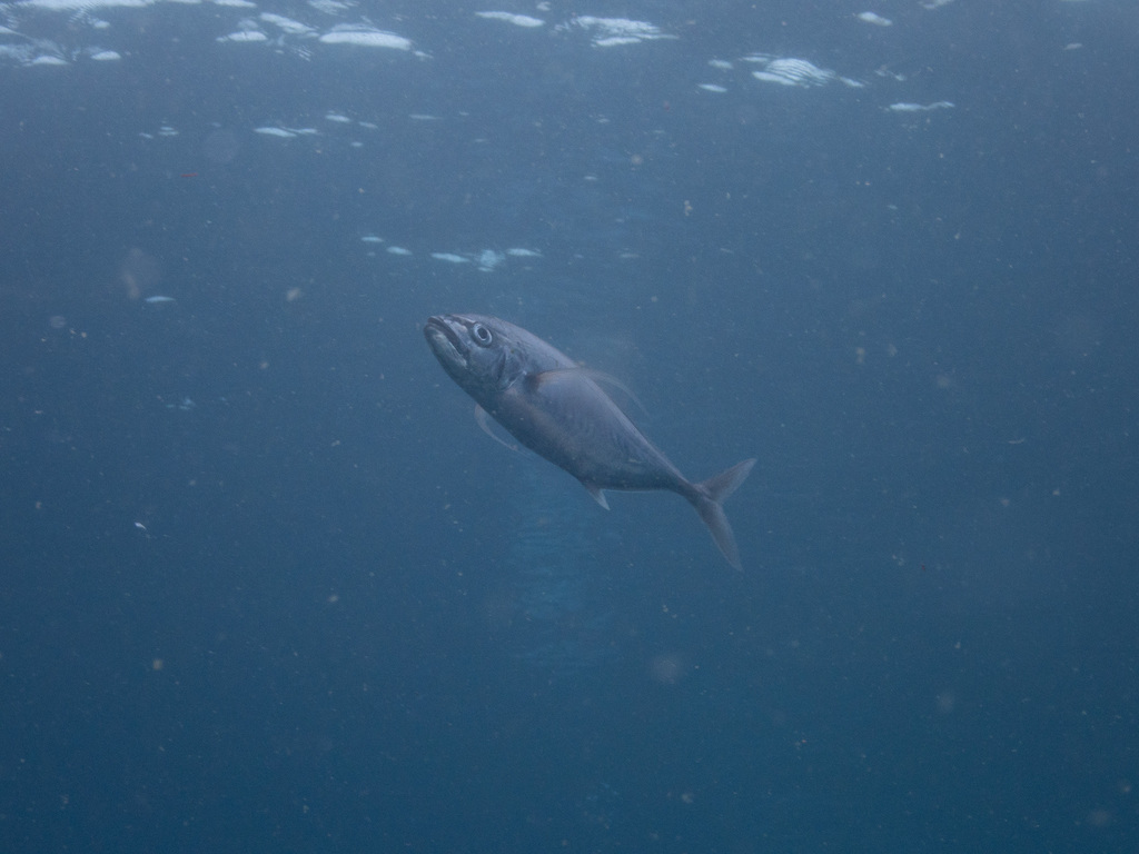 barcheek trevally