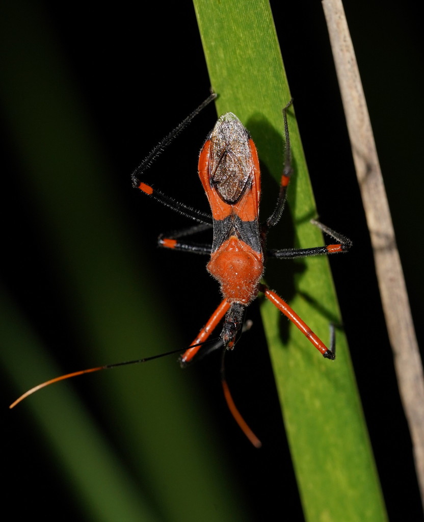 Poecilobdallus formosus