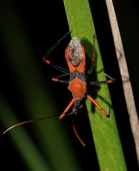Poecilobdallus formosus