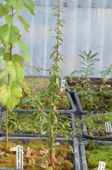 Berberis glaucocarpa