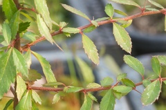 Berberis glaucocarpa