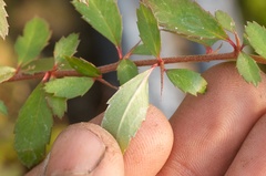 Berberis glaucocarpa