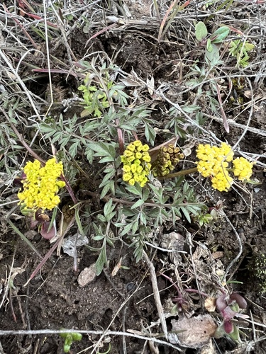henderson's lomatium (Lomatium hendersonii)