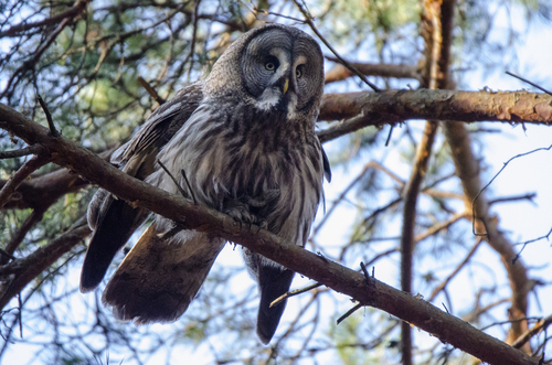 Great Gray Owl