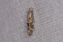 Mompha stellella