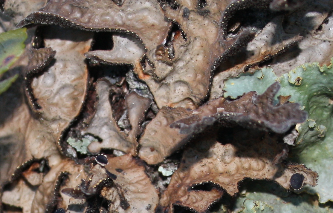 Pseudocyphellaria hookeri image