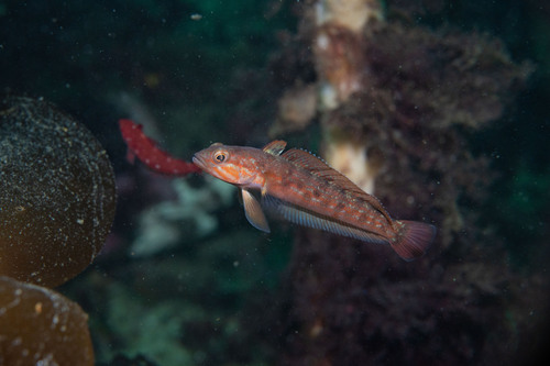 Patagonian rockcod (Patagonotothen brevicauda) — Nototheniidae
