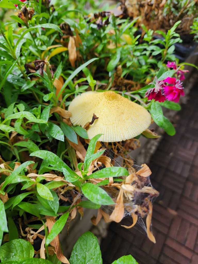 Leucocoprinus birnbaumii · March 2025 · photo: © pobblebonk-punk (iNaturalist, cc-by)