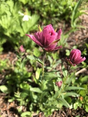 Castilleja rhexiifolia