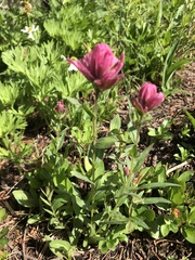 Castilleja rhexiifolia