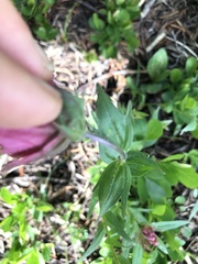Castilleja rhexiifolia