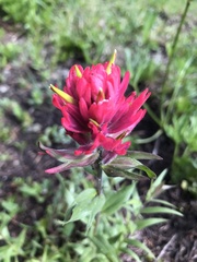 Castilleja rhexiifolia