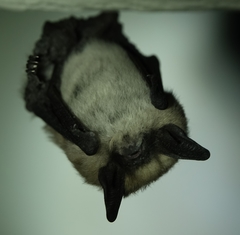 Myotis ciliolabrum